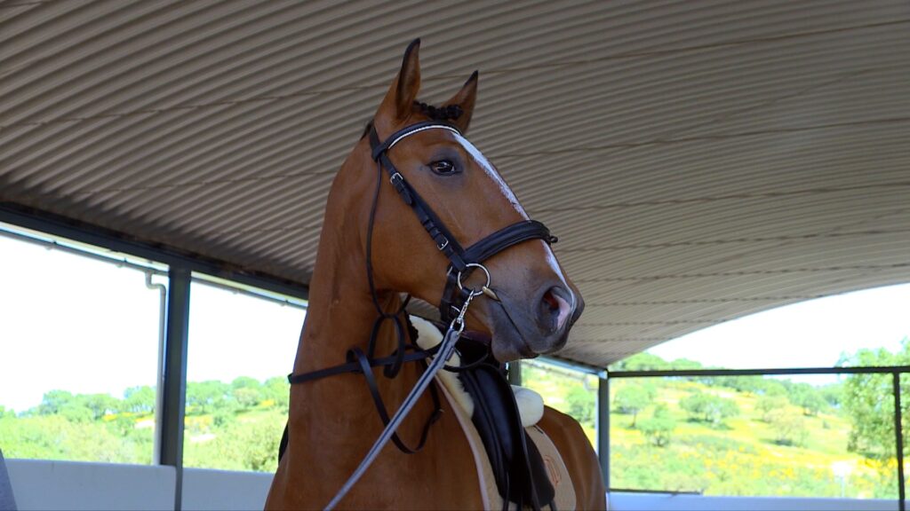 jupiter classical dressage Pferd in der Reithalle